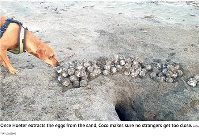 Coco & Turtle Eggs